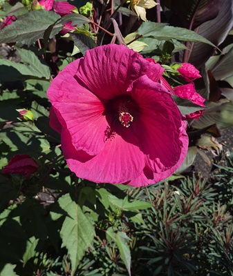 Image of Common Rose Mallow