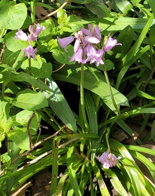Small Image