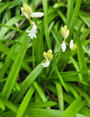 Small Image