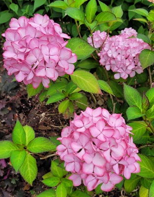 Small Image