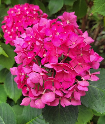 Small Image