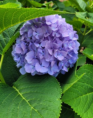 Small Image