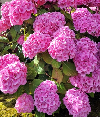 Image of Bigleaf Hydrangea