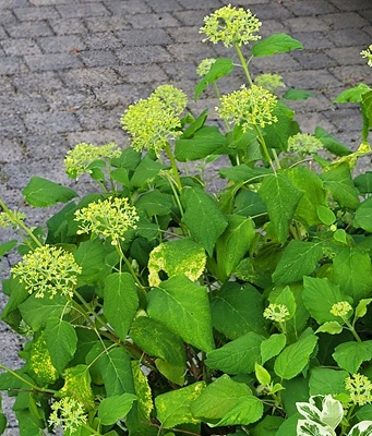 Smooth Hydrangea