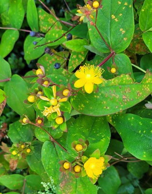 Tutsan