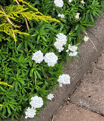 Small Image