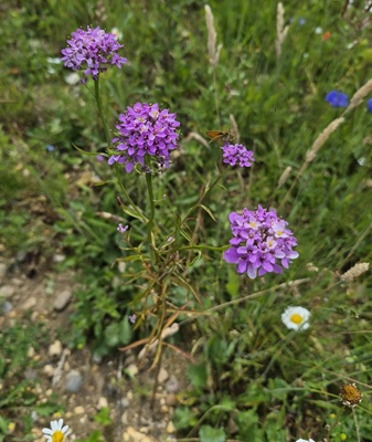 Globe Candytuft