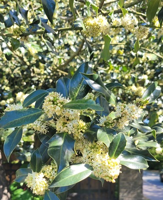 Ilex Aquifolium