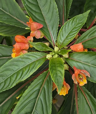 Image of New Guinea Impatiens