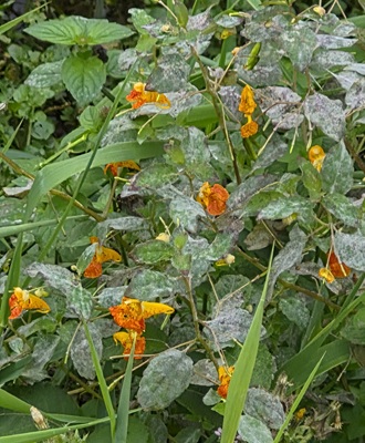 Image of Spotted Touch-me-not