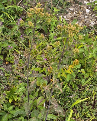 Ploughman's Spikenard
