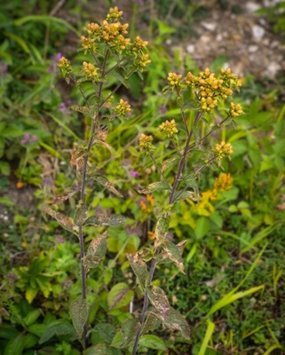 Image of Ploughman's Spikenard