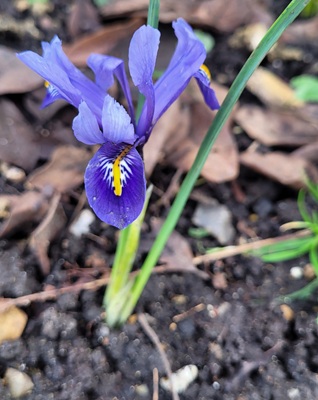 Image of Dwarf Iris