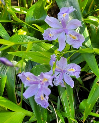 Image of Butterfly-flower