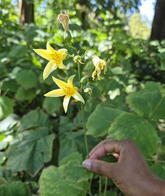 Image of Yellow Wax-bells