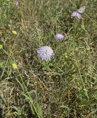 Image of Field Scabious