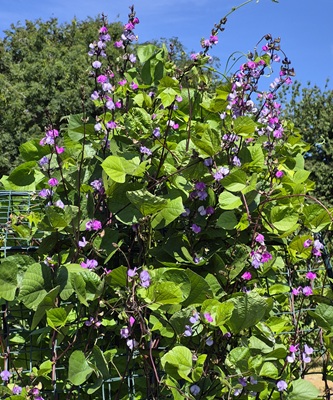 Hyacinth Bean