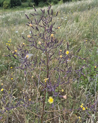 Wild Lettuce