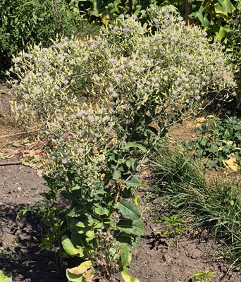 Garden Lettuce