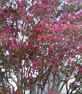 Crape Myrtle