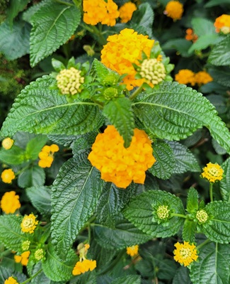 Image of Yellow Sage