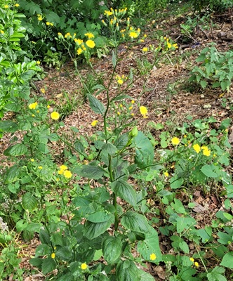 Common Nipplewort