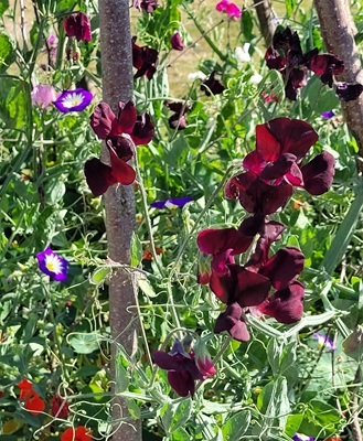 Small Image