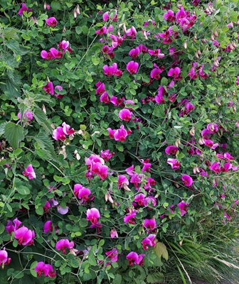 Two-flowered Pea