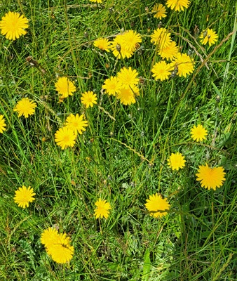 Image of Roudh Hawkbit