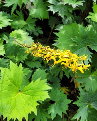 Image of Rocket Ligularia