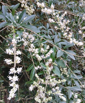 Waxleaf Privet