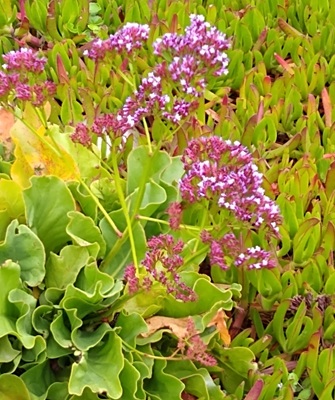 Perez's Sea Lavender