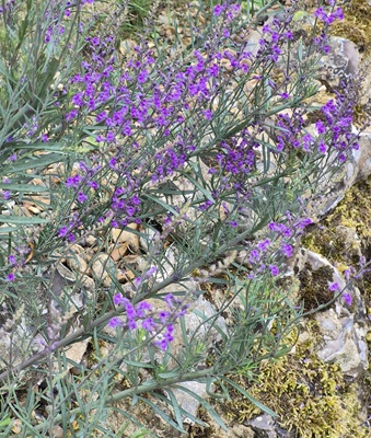 Purple Toadflax