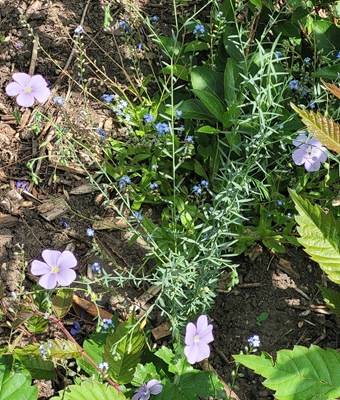 Blue Flax