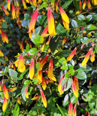 Image of Mexican Lobelia
