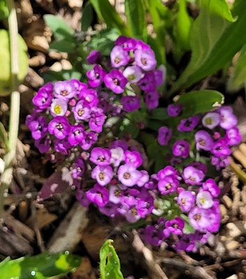 Image of Sweet Alyssum