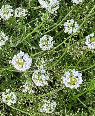 Image of Sweet Alyssum
