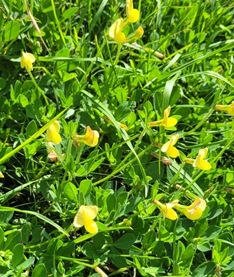 Image of Winged Pea