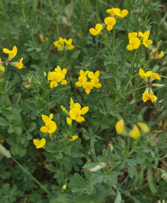 Image of Bird's-foot Trefoil
