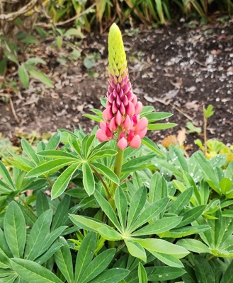 Image of Garden Lupine