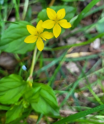 Image of Yellow Pimpernel