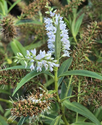 Image of Willow-leaved Loosestrife