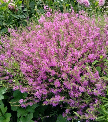 Wand Loosestrife