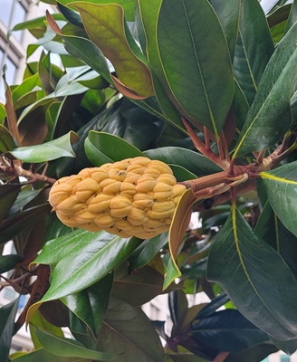 Image of Southern Magnolia Fruit