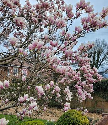 Image of Saucer Magnolia