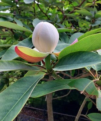 Image of Sweetbay Magnolia