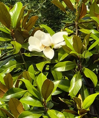 Southern Magnolia Fruit