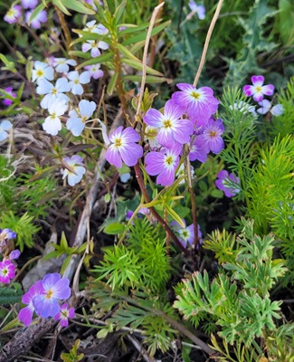 Image of Virginia Stock