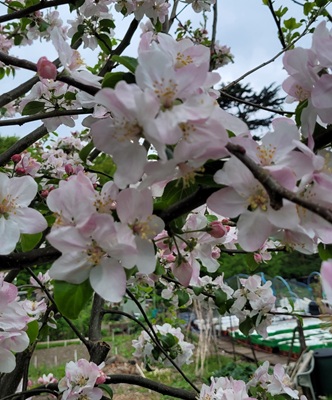 Image of Apple Tree