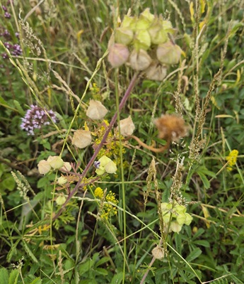 Musk Mallow